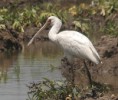 /album/photogallery/african-spoonbill-lamin-rice-fields-gambia-jpg/